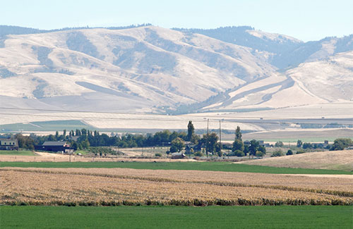 Crop field in front of mountains